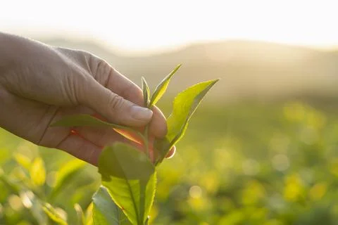 Green tea leaf in hand on background of mountains. Harvesting tea by farmer hand Stock Photos