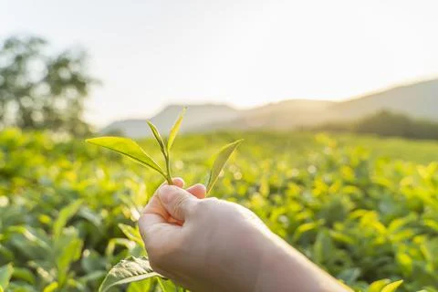 Green tea leaf in hand on background of mountains. Harvesting tea by farmer hand Stock Photos