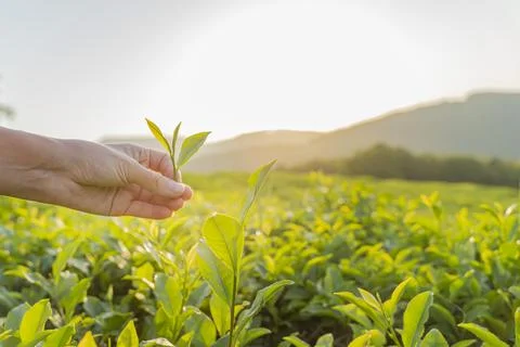Green tea leaf in hand on background of mountains. Harvesting tea by farmer hand Stock Photos
