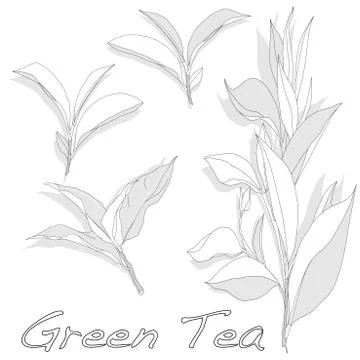 Green tea leaf isolated on white background Stock Illustration