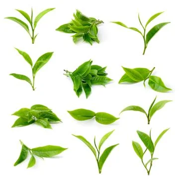 Green tea leaf isolated on white background Stock Photos