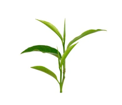 Green tea leaf isolated on white background Stock Photos