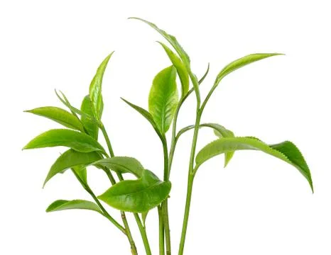 Green tea leaf isolated on the white background Stock Photos