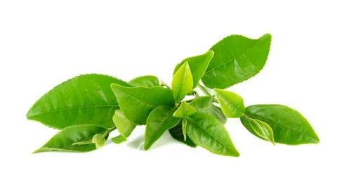 Green tea leaf isolated on white background Stock Photos
