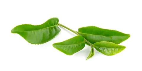 Green tea leaf isolated on white background Stock Photos
