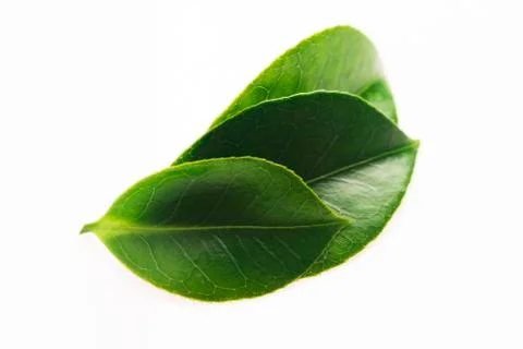 Green tea leaf isolated on white background Stock Photos