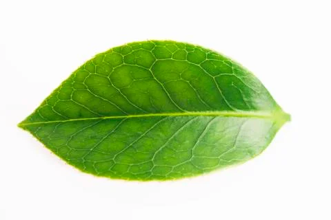 Green tea leaf isolated on white background Stock Photos