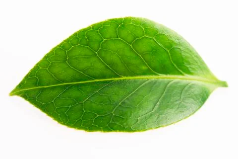 Green tea leaf isolated on white background Stock Photos
