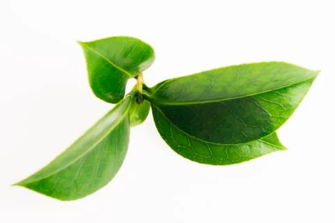 Green tea leaf isolated on white background Stock Photos