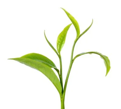 Green tea leaf isolated on the white background Stock Photos