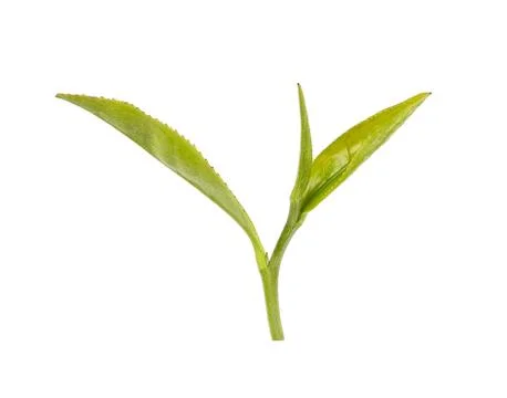 Green tea leaf isolated on white background Stock Photos