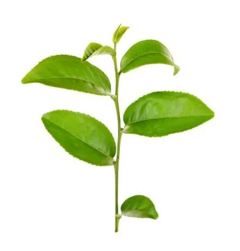 Green tea leaf isolated on white background Stock Photos