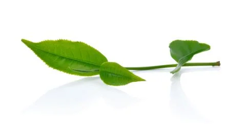 Green tea leaf isolated on white background Stock Photos