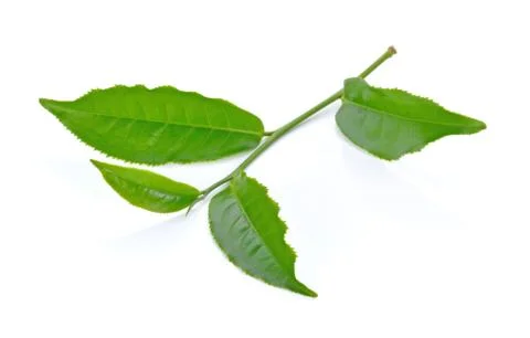 Green tea leaf isolated on white background Stock Photos