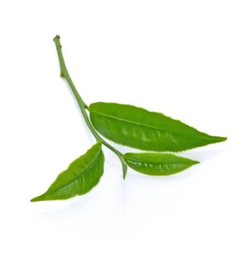 Green tea leaf isolated on white background Stock Photos