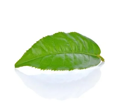 Green tea leaf isolated on white background Foto stock