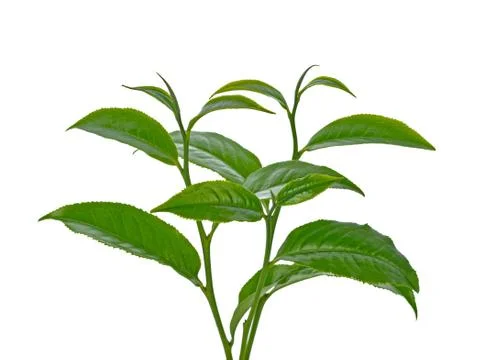 Green tea leaf isolated on white background Foto stock