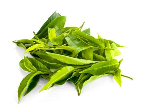 Green tea leaf isolated on white background Stock Photos