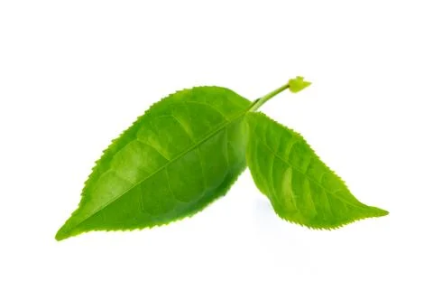 Green tea leaf isolated on white background Stock Photos