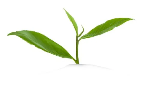 Green tea leaf isolated on white background. Stock Photos