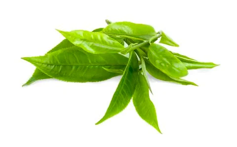 Green tea leaf isolated on white background. Stock Photos
