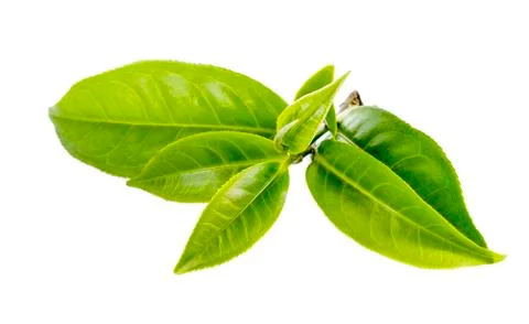 Green tea leaf isolated on white background. Stock Photos