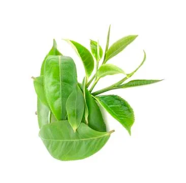 Green tea leaf isolated on white background Stock Photos