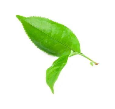 Green tea leaf isolated on white Foto stock