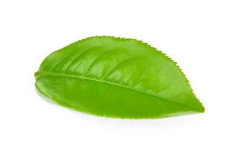 Green tea leaf isolated on white background Stock Photos