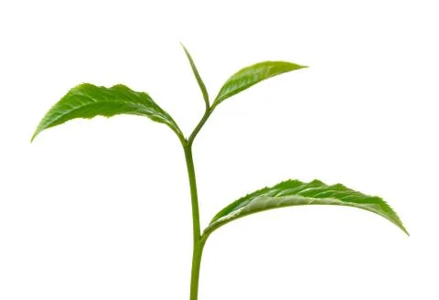 Green tea leaf isolated on white background Stock Photos