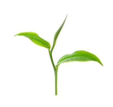 Green tea leaf isolated on white background Stock Photos