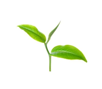 Green tea leaf isolated on white background Stock Photos