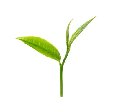 Green tea leaf isolated on white background Stock Photos