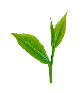 Green tea leaf isolated on white 库存照片