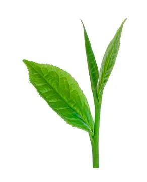Green tea leaf isolated on white background - Image Stock Photos