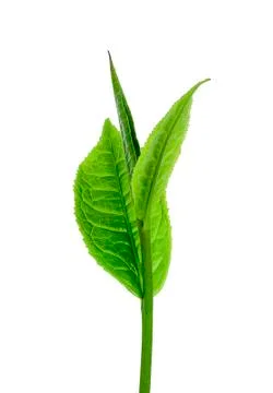 Green tea leaf isolated on white background - Image Stock Photos