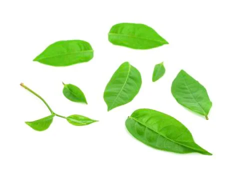 Green tea leaf isolated on white background 스톡 사진