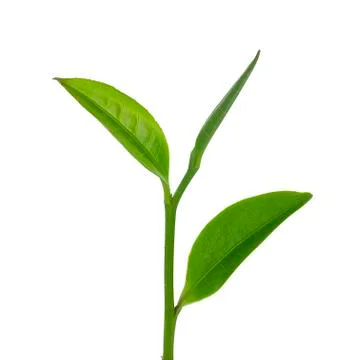 Green tea leaf isolated on white background Stock Photos