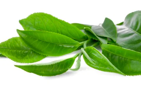 Green tea leaf isolated on white background Stock Photos