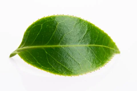 Green tea leaf isolated on white background Stock Photos