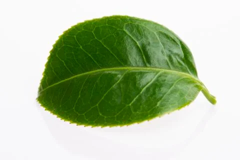 Green tea leaf isolated on white background Stock Photos