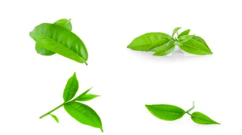Green tea leaf isolated on white background Stock Photos