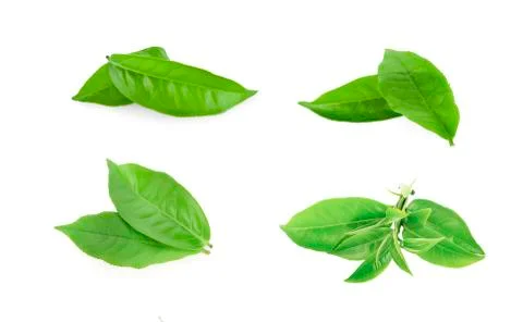 Green tea leaf isolated on white background Stock Photos