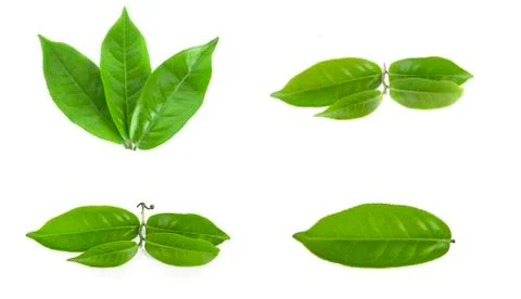 Green tea leaf isolated on white background Stock Photos