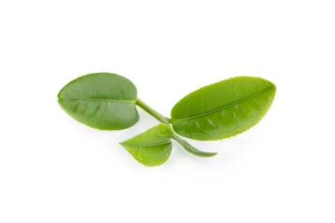 Green tea leaf isolated on white background Stock Photos