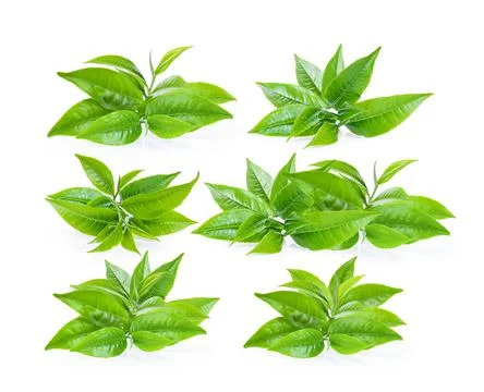 Green tea leaf isolated on white Stock Photos