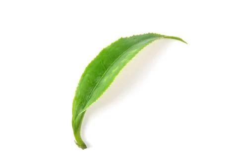 Green tea leaf isolated on white background. Stock Photos