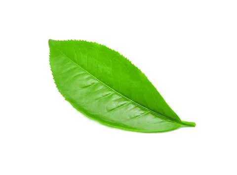 Green tea leaf isolated on white background Stock Photos