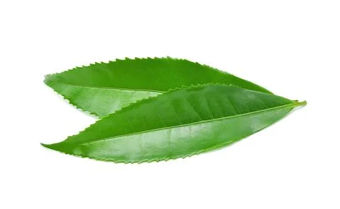 Green tea leaf isolated on white background Foto stock