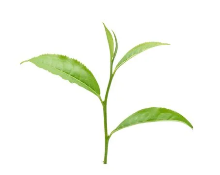 Green tea leaf isolated on white background Foto stock